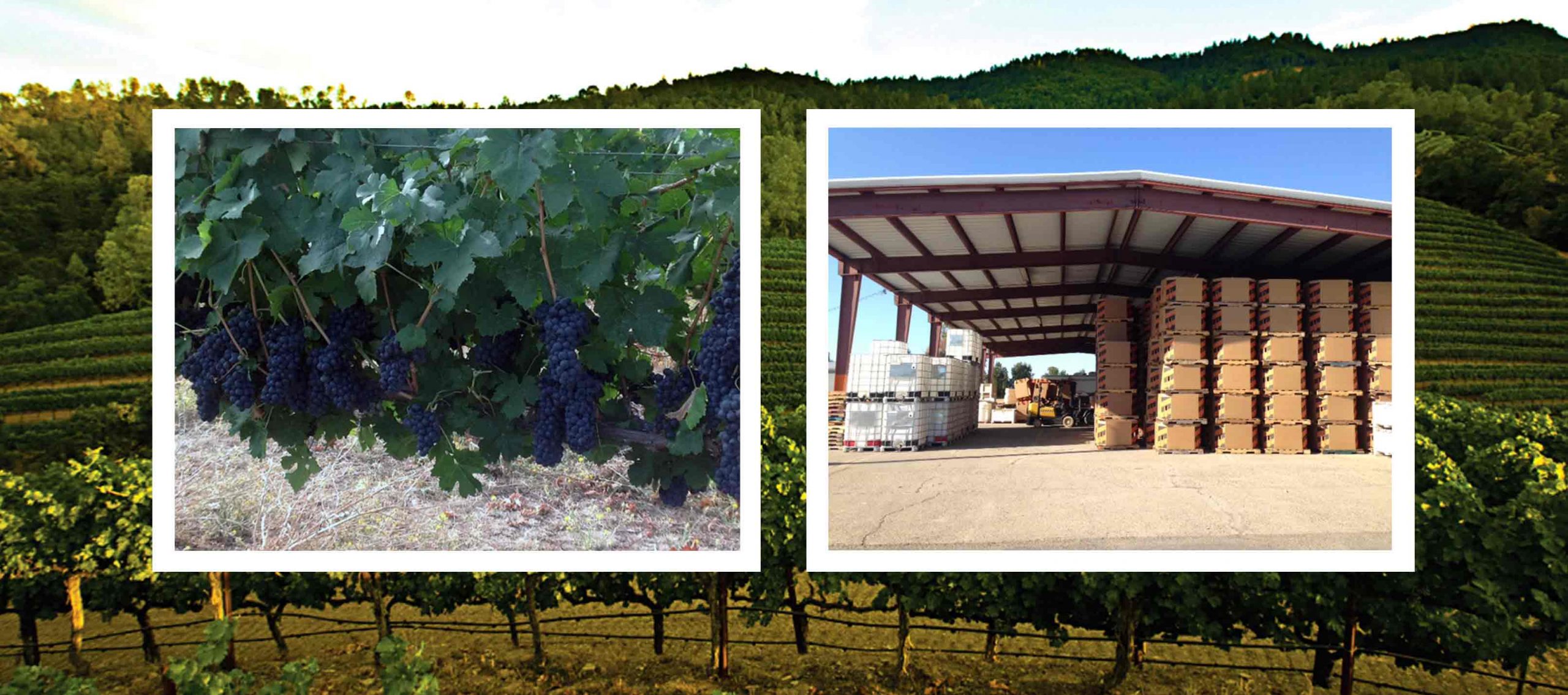 Mature winegrape clusters and harvest boxes presented over a North Coast vineyard