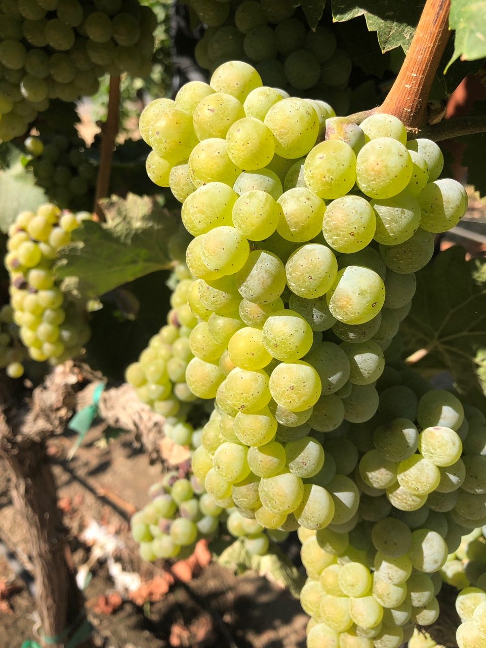 A ripe cluster of white winegrapes in the vineyard