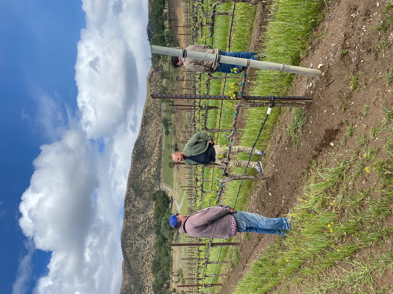 North Coast Winegrape Brokers in the vineyard