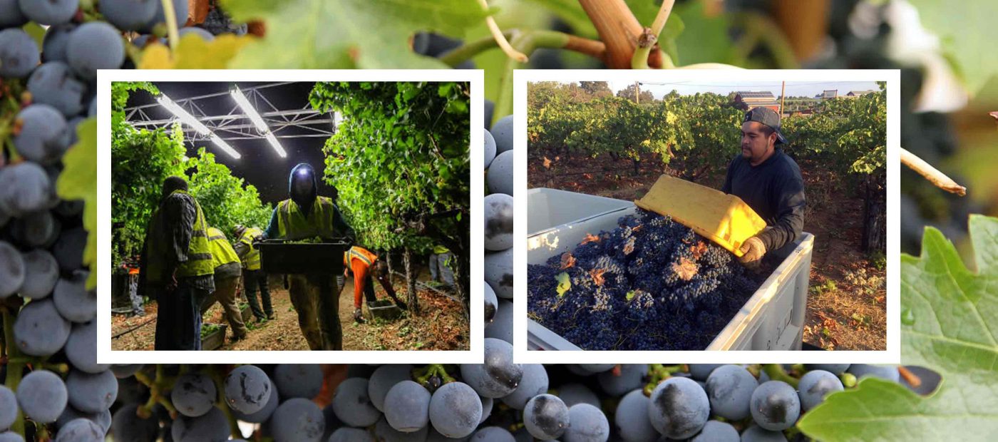 North Coast Winegrape Brokers Premium Winegrapes Bulk Wines